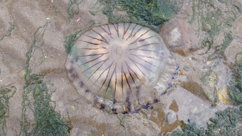 meduse